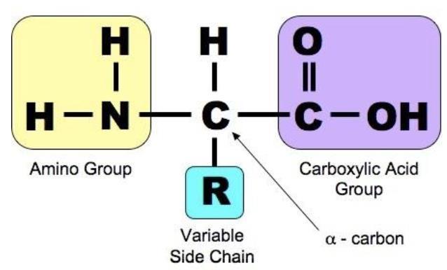 اسیدهای آمینه تعریف بلوک های ساختمانی پروتئین ترکیبات آلی که دارای حداقل یک گروه