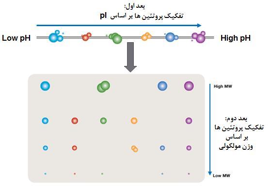 الکتروفورز دو
