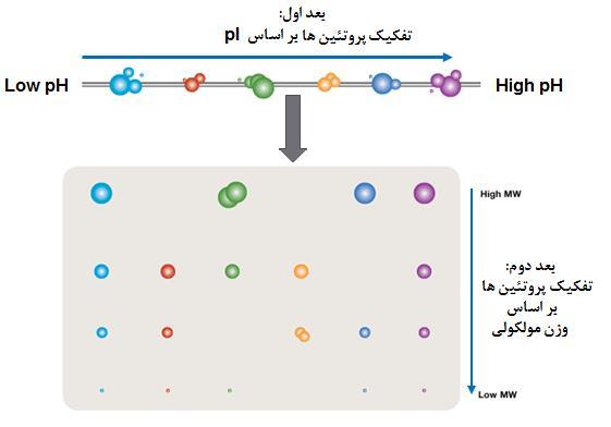 الکتروفورز دو