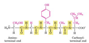 پپتید و پروتئین ها: پلیمری از اسیدهای آمینه پپتید: 2-50 اسیدآمینه الیگوپپتید: