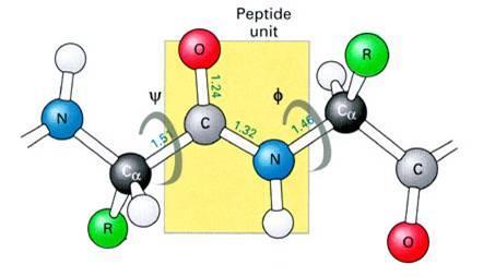 در یک زنجیره پپتیدی 3 نوع پیوند تکرار می شود پیوند پپتیدی :)CO-NH( امگا )ω( به دلیل