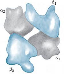 o ساختمان چهارم اتصال زیرواحدها subunit( )protein مجموع پیوندهای