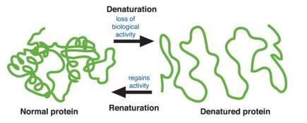 دناتوراسیون پروتئین ها تغییر ساختار سه بعدی پروتئین به نحوی که قادر به فعالیت نباشد.