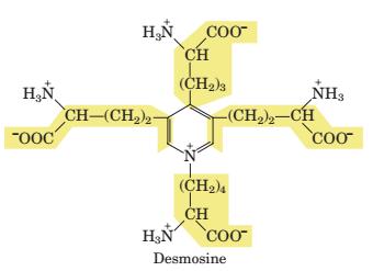 2- آمینواسیدهای غیر پروتئینی حاصل تغییرات پس از ترجمه modifications( )post translational ترومبین کالژن االستین پپتیدهای غیر ریبوزومی