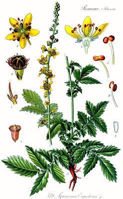 Αγριμόνιο Ευπατόριο Agrimonia eupatoria Oικογένεια Rosaceae Γένος Agrimonia Το Αγριμόνιο (Agrimonia Eupatoria) είναι ένα φυτό με μικρά κίτρινα άνθη, το οποίο είναι πολύ διαδεδομένο σε ολόκληρο το