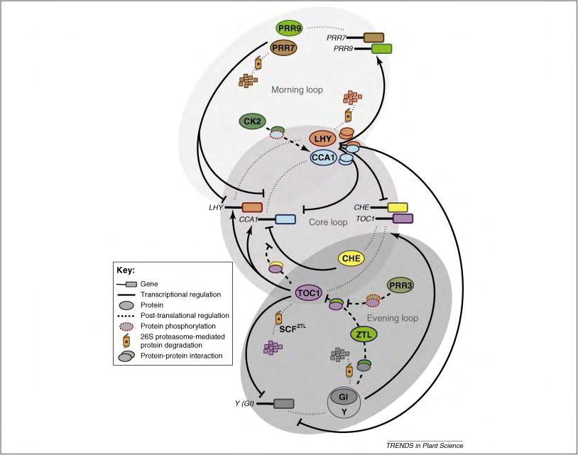 από τη αρχή [43]. Εικόνα 1 Το μοντέλο του Κιρκαδικού ρυθμού στο Arabidopsis. Οι μεταγραφικοί και οι μετά-μεταφραστικοί μηχανισμοί καθορίζουν τη βασική δομή του κιρκαδικού ρυθμού.