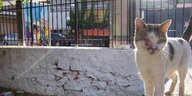 Μεγάλες γατο-αποικίες