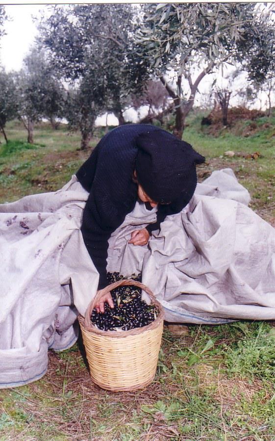 και εικονικής κατανάλωσης. Τοπίο με πεζούλες στη Β. Μεσσηνία (Σεπτέμβριος 2016 Ερευνητικό Πρόγραμμα ΓΠΑ, φωτ Α.