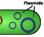 Πλασμίδια: Σε πολλά βακτήρια, εκτός από το κύριο κυκλικό μόριο DNA,υπάρχουν και τα πλασμίδια.