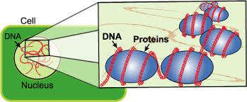 Τι γνωρίζεται για το γενετικό υλικό των ευκαρυωτικών οργανισμών. Το γενετικό υλικό των ευκαρυωτικών κυττάρων έχει μεγαλύτερο μήκος από αυτό των προκαρυωτικών.