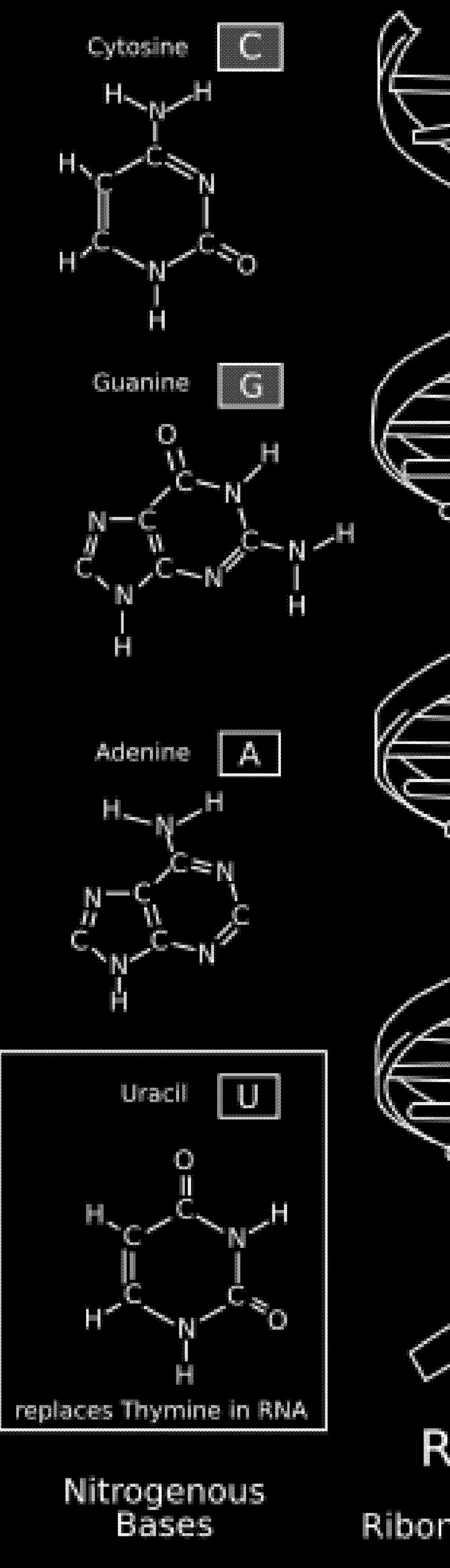 Ποιες είναι οι αζωτούχες βάσεις ; Στα νουκλεοτίδια του DNA η αζωτούχος βάση μπορεί να είναι μία από τις: αδενίνη