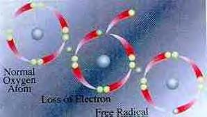 Εικόνα 2: Σχηματισμός ελεύθερης ρίζας από άτομο του οξυγόνου Οι ελεύθερες ρίζες είναι δυνατόν να παραχθούν ενδογενώς στους οργανισμούς καθώς αποτελούν προϊόντα της φυσιολογικής λειτουργίας του