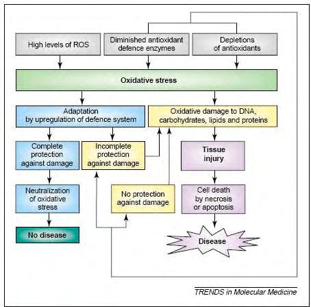 Eικόνα 12: Προέλευση και συνέπειες του οξειδωτικού stress στην ασθένεια.
