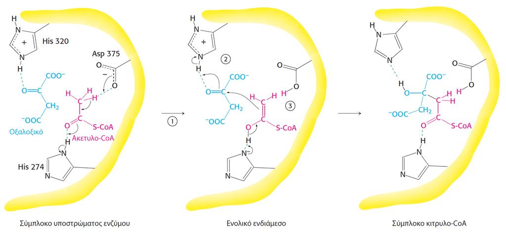 Κύκλος του κιτρικού οξέος ΒΗΜΑ 1 κιτρική συνθάση > σύνθεση κιτρικού οξέος Πρώτα ενώνεται το οξαλικό και δημιουργεί μια θέση πρόσδεσης για το ακέτυλο-coa (πλαστικότητα ενζύμων)