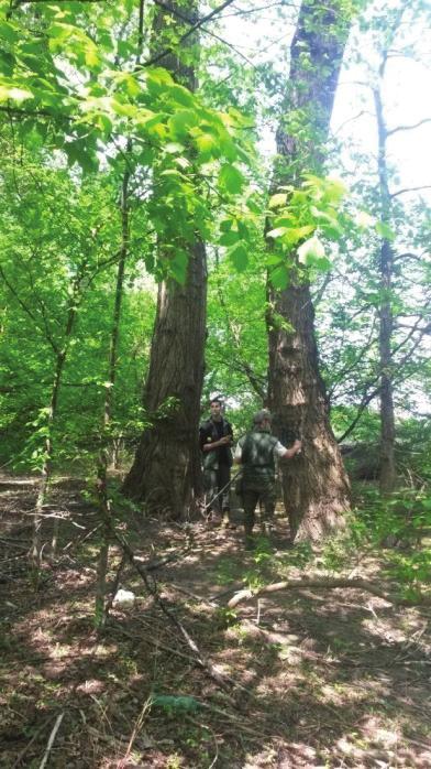 Евидентирање и снимање стабала црне тополе на подручју Великог ратног острва Figure 1 Recording and measurement of black poplar trees in the area of Great War Island Снимљени подаци су конвертовани у