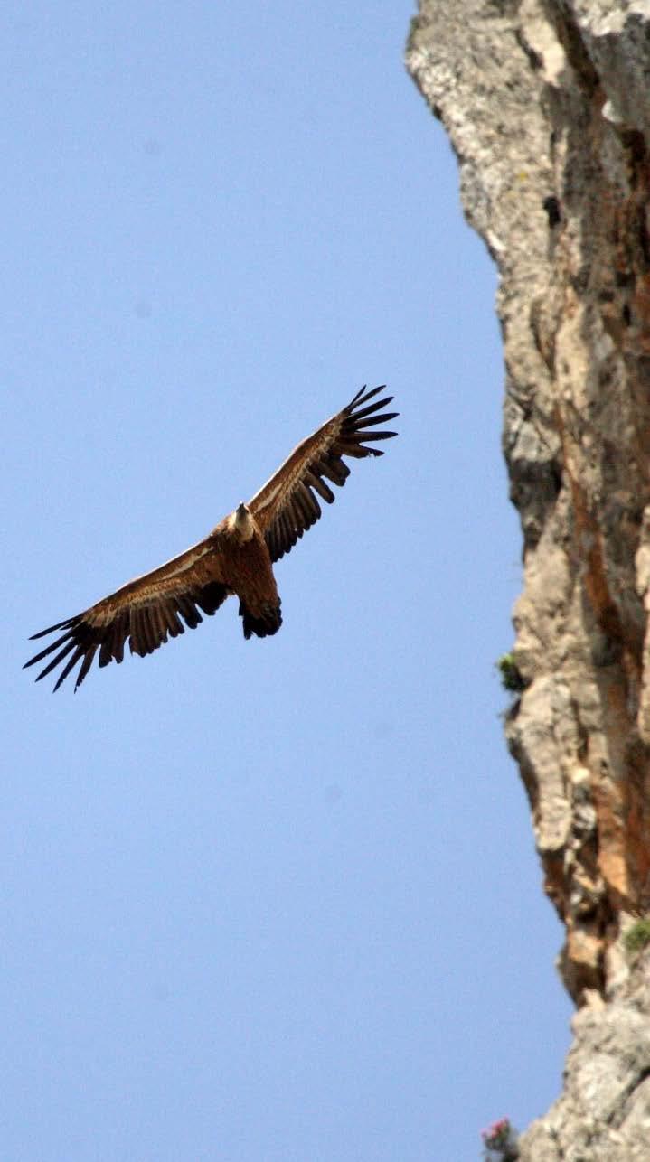 Η Κρήτη ως ορνιθοτουριστικός προορισμός Είδη σπάνια, απειλούμενα, με περιορισμένη εξάπλωση στον Ελλαδικό χώρο απαντούν σε μεγάλους