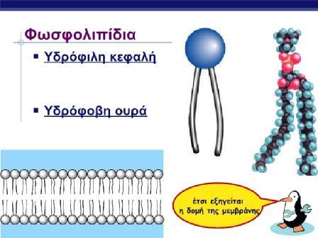 ΦΩΣΦΟΛΙΠΙΔΙΑ Επειδή όμως τα κύτταρα των φωσφολιπιδίων περιέχουν μα και βρίσκονται μέσα σε υδατικό περιβάλλον, δημιουργούν έτσι μια διπλοστοιβάδα.