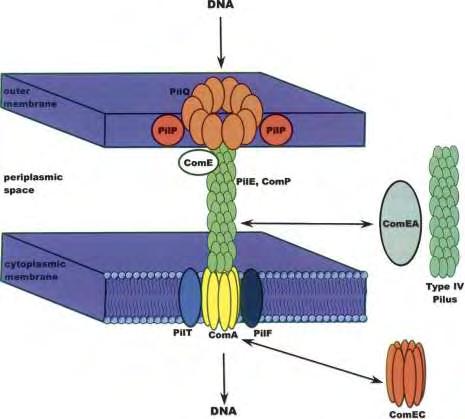 Εικόνα 3: πρόσληψη ξένου DNA από το Acinetobacter baumannii 1.2.4.