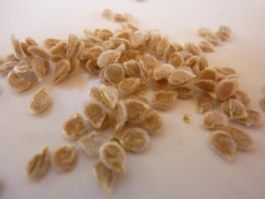 Οι σπόροι της τομάτας είναι πεπλατυσμένοι με σχήμα στρογγυλό έως ωοειδές νεφροειδές.