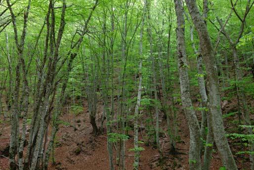 Η ανάγκη προσαρμογής της δασικής διαχείρισης στην κλιματική αλλαγή Τα δάση αλληλεπιδρούν έντονα με το κλίμα δρώντας ως αποθήκη CO 2 κατά την αύξησή τους και ως πηγή CO 2 όταν καταστρέφονται.