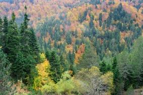 επιλέχθηκαν τέσσερα δασικά οικοσυστήματα: το Δάσος Ρητίνης-Βρίας στα Πιέρια Όρη, το Δάσος