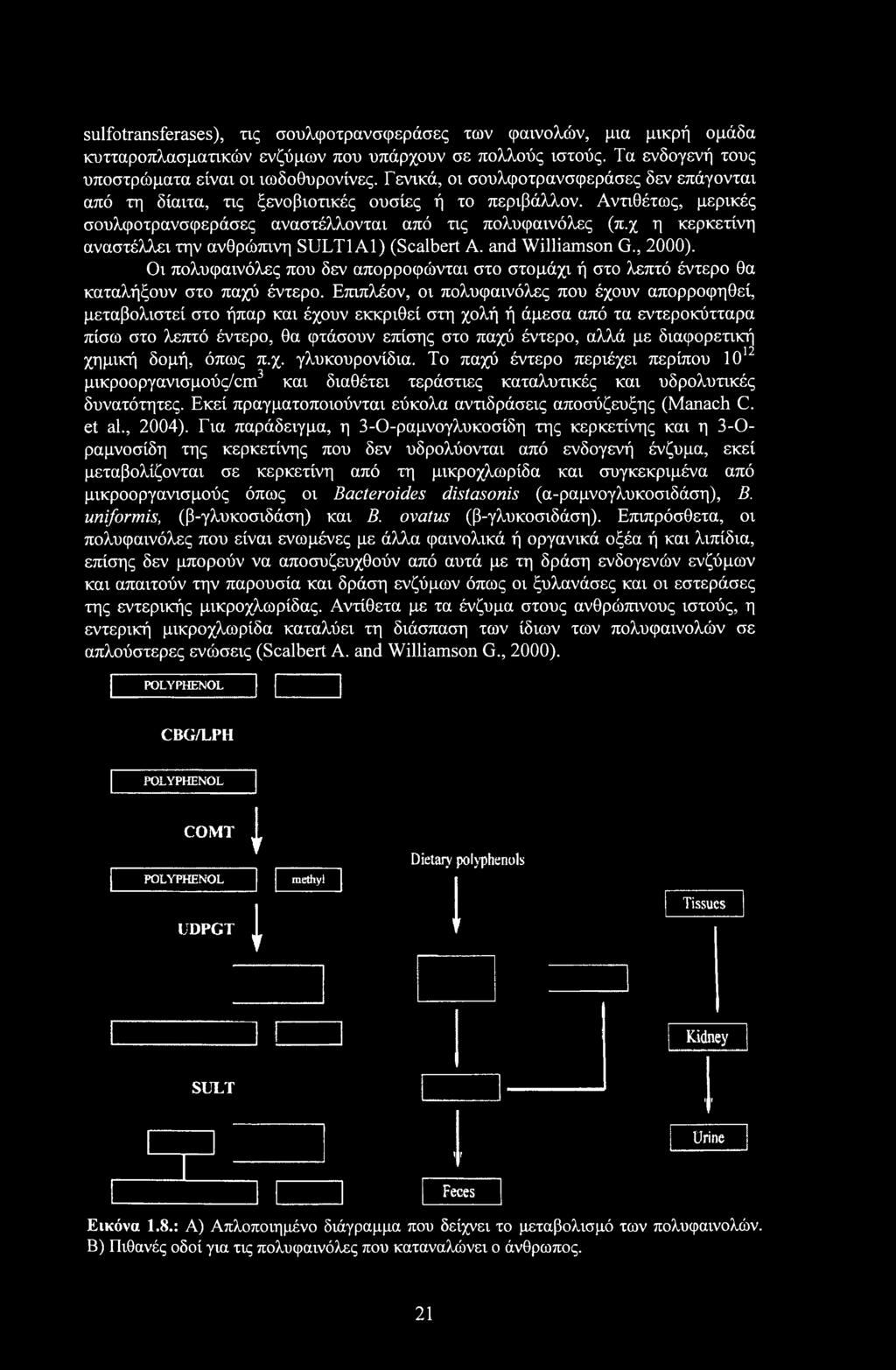 χ η κερκετίνη αναστέλλει την ανθρώπινη SULT1 Al) (Scalbert A. and Williamson G., 2000). Οι πολυφαινόλες που δεν απορροφώνται στο στομάχι ή στο λεπτό έντερο θα καταλήξουν στο παχύ έντερο.