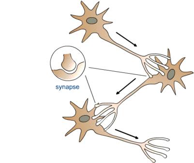Κατεύθυνση μεταφοράς νευρικών ώσεων μέσω συνάψεων Oι συνάψεις καθορίζουν την κατεύθυνση μεταφοράς των νευρικών ώσεων από το