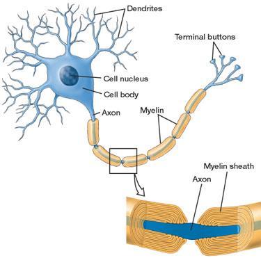 Νευρώνες Δομικά χαρακτηριστικά νευρώνα o κυτταρικό σώμα o αποφυάδες που διακρίνονται στους δενδρίτες και