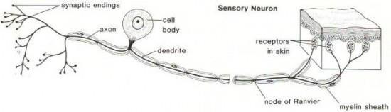 Τύποι νευρώνων με βάση τη λειτουργία τους Αισθητικοί Αισθητικοί νευρώνες Λειτουργία