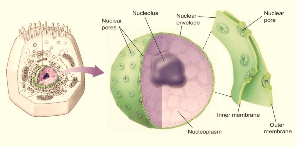 Ο πυρήνας αποτελεί το κέντρο ελέγχου του κυττάρου.