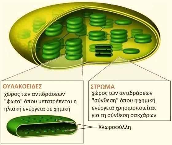 Στα οργανίδια αυτά γίνεται η φωτοσύνθεση. Οι χλωροπλάστες περιβάλλονται από διπλή στοιχειώδη μεμβράνη.