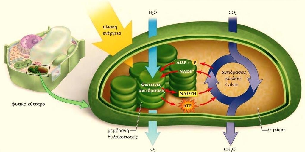 Σύνοψη της φωτοσύνθεσης.