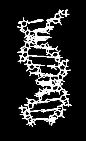 ΔΟΜΗ ΤΟΥ DNA Η διαμόρφωση των μεγάλων μορίων του DNA στο χώρο έχει τη μορφή δύο επιμηκών αλυσίδων, οι οποίες