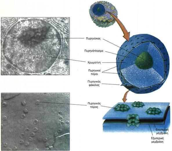 Πυρήνας Κατά κανόνα υπάρχει ένας πυρήνας σε κάθε κύτταρο Το σχήμα του πυρήνα είναι συνήθως σφαιρικό ή ωοειδές και περιβάλλεται από τον πυρηνικό φάκελο ή πυρηνική μεμβράνη.
