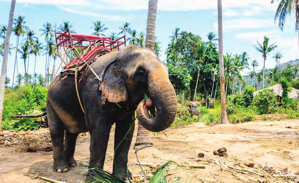 Elephant Trekking ΠΕΡΙΗΓΗΣΗ ΜΕ ΕΛΕΦΑΝΤΕΣ Έναρξη: 10:00 ή 14:00 Διάρκεια: 3.5 ώρες Η περιήγηση μας θα αρχίσει με την παραλαβή μας από το ξενοδοχείο με τη συνοδεία του έμπειρου τοπικού οδηγού μας.