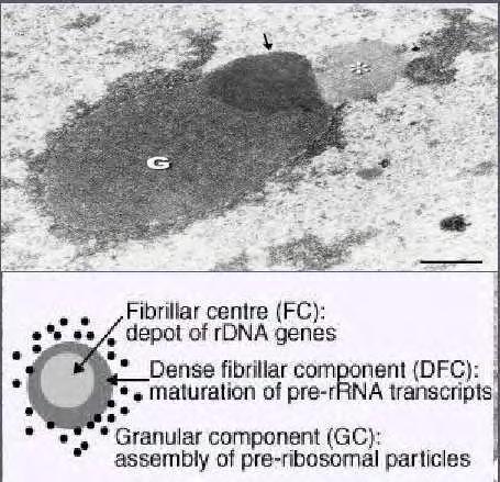 ΕΙΚΟΝΑ 1.3 : Απεικόνιση των περιοχών του πυρηνίσκου, FC(*), DFC ( ) και GC (G). (Πηγή : review-springerlink springer-verla 200510.1007/s00418-005-0046-4).