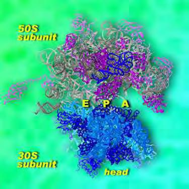 ΕΙΚΟΝΑ 1.1 : Δομή του ριβοσώματος από Escherichia coli (ανάλυση:3.5 angstroms). Φαίνονται οι υπομονάδες 50S και 30S, καθώς και οι θέσεις E, P, A της πρωτεϊνοσύνθεσης (Πηγή:http://newscenter.lbl.