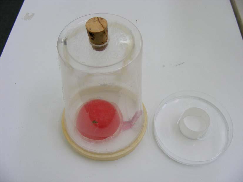 Εικόνα 2. Κλουβί με υπόστρωμα ωοτοκίας που χρησιμοποιήθηκε στα πειράματα μη επιλογής.