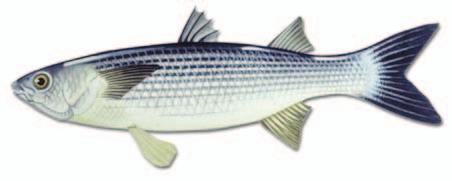 13 MUGILIDAE Τα ψάρια της οικογένειας Mugilidae έχουν θαλασσινή προέλευση αλλά ως ευρύαλα που είναι εισέρχονται σε ποικίλα εσωτερικά νερά από λιµνοθάλασσες έως ψηλά στα ποτάµια µια και 2 τουλάχιστον