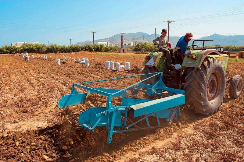 συγκομισμένους κονδύλους. Η χρήση του σήμερα είναι περιορισμένη και εφαρμόζεται κυρίως σε κτήματα με αναβαθμίδες.