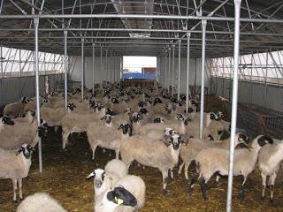 ΣΥΣΤΗΜΑΤΑ ΕΚΤΡΟΦΗΣ Αιγοπρόβατα Οικόσιτο σύστημα εκτροφής Μικρός αριθμός συνήθως βελτιωμένων ζώων διατηρείται στο στάβλο όλο το χρόνο ή βόσκει σε λειμώνες Ποιμνιακή μη μετακινούμενη