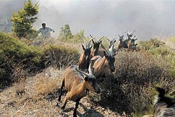 Σε ότι αφορά στα λιβάδια, η βοσκήσιμη ύλη που παράγεται σε αυτά αποτελεί φυσική και αδάπανη τροφή για τα ζώα.