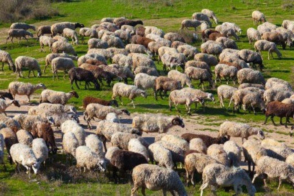 ΖΩΝΕΣ ΒΛΑΣΤΗΣΗΣ Στην ευμεσογειακή ζώνη βλάστησης, η αύξηση των λιβαδικών