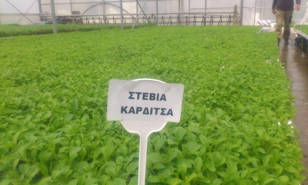 Τα φυτά της πιλοτικής