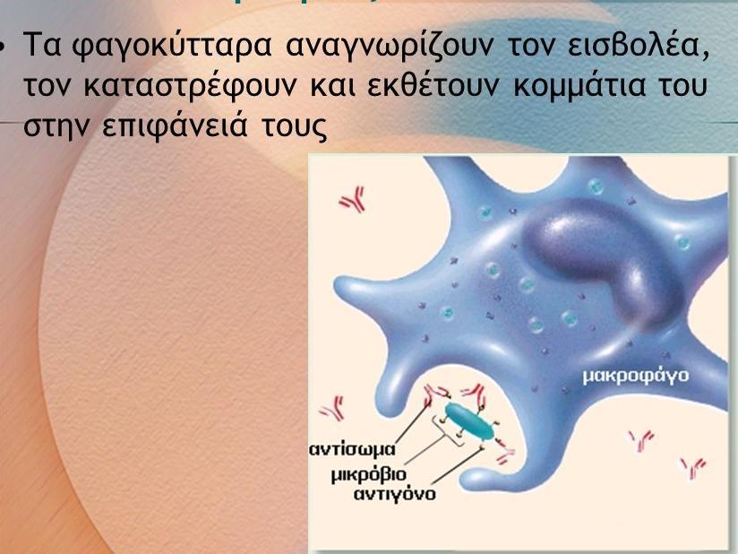 τακερι περιοχι: Η περιοχι που είναι ίδια ςε όλα τα αντιςϊματα. Μεταβλθτι περιοχι: Η περιοχι του αντιςϊματοσ που ςυνδζεται με το αντιγόνο.