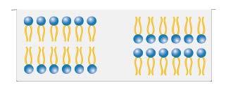 II. Πόσα αμινοξέα περιλαμβάνονται στο εικονιζόμενο τμήμα της πρωτεΐνης; Αν το τμήμα αυτό υδρολυθεί, πόσα μόρια νερού θα χρειαστούν; Να αιτιολογήσετε την απάντηση σας. (13μ) 14) I.