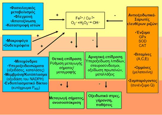 ποσότητα ROS στους μυϊκούς ιστούς έχει ως αποτέλεσμα την εμφάνιση μυϊκής κόπωσης.