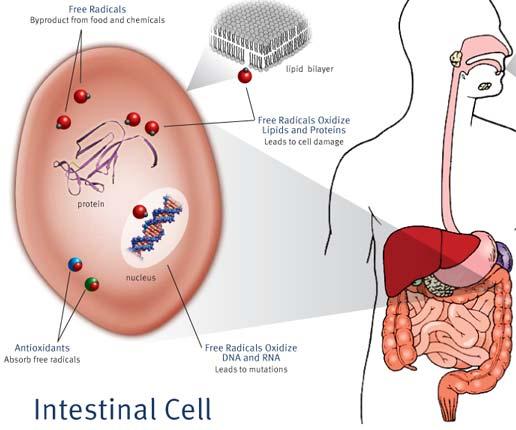 Εικόνα 5: Οξείδωση λιπιδίων, πρωτεϊνών, DNA και RNA από ελεύθερες ρίζες Α) Υπεροξείδωση λιπιδίων.