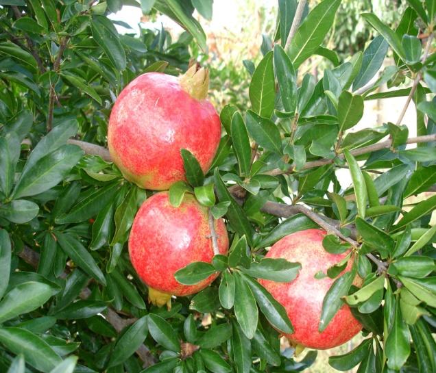 αλατότητας. Ένα πολύ σημαντικό πρόβλημα για την εμπορική καλλιέργεια της ροδιάς αποτελεί το σχίσιμο των καρπών.