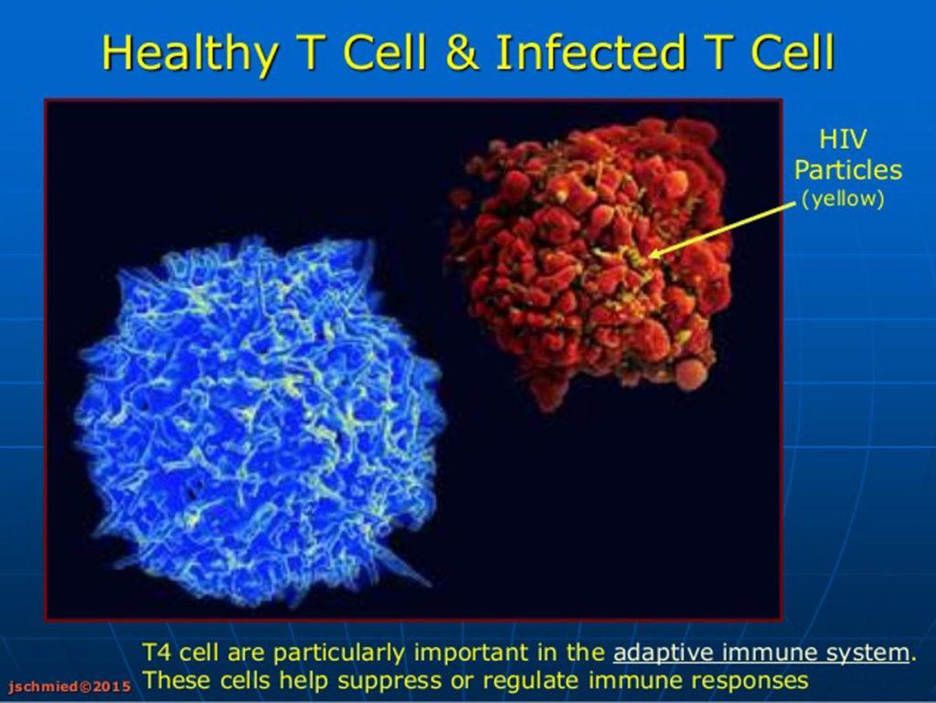 Κύτταρα-στόχοι του HIV Ο ιός προσβάλλει τα: 1. βοηθητικά Τ-λεμφοκύτταρα (κυρίως), 2. κυτταροτοξικά Τ-λεμφοκύτταρα, 3.